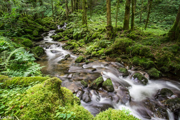 Schwarzwald im Nebel