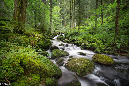 Schwarzwald im Nebel