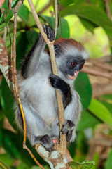 Endangered Zanzibar red colobus monkey (Procolobus kirkii), Jozani forest, Zanzibar.
