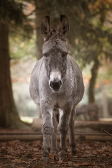 Donkey walking towards me