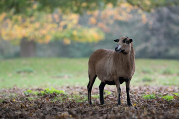 A brown sheep near a tree