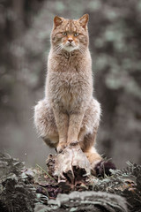 Wildcat posing on a branch