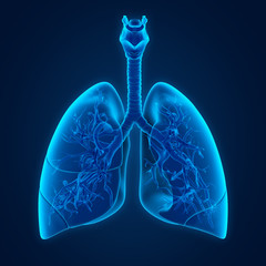 Human Lung Anatomy