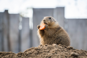 Groundhog