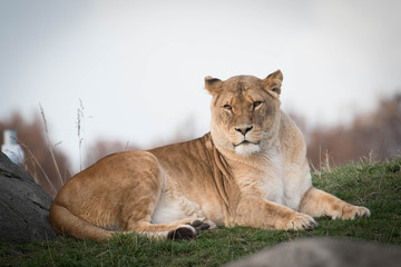 Lion laying in the sun on grass