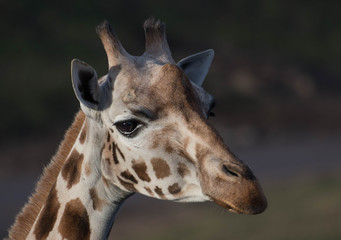 Giraf head closeup