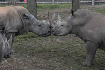 Obraz premium Rhino kissing close up