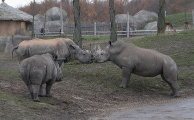 Obraz premium Rhinos kissing