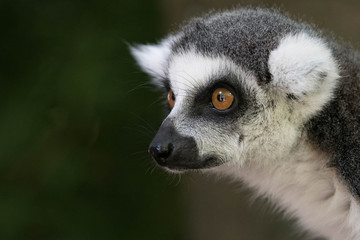Naklejka na ściany i meble ring tailed lemur eye closeup