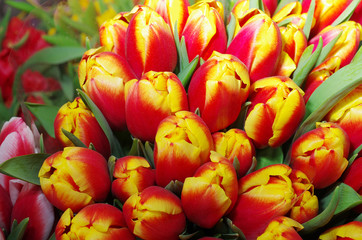  Spring came! Flowers tulips close-up