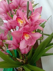 Orchid showing volume 885555