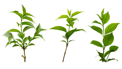 Isolated green foliage. Branch with leaves on a white background