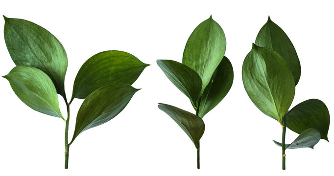 Isolated green foliage. Branch with leaves on a white background