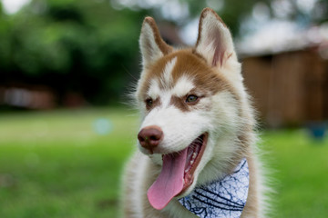 Puppy Siberian husky.it so cute.It has brown hair. 