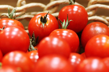 다양한 식물 식재료 유기농 재배 농사 농촌 풍경 백그라운드 이미지