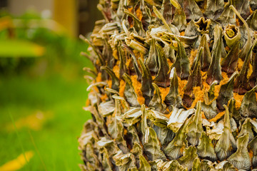 Cycas Palm in a garden in Indonesia 