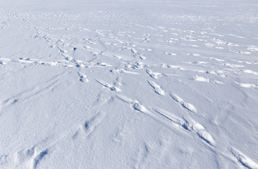 Traces of people in the snow in winter