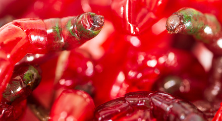 Red worms bloodworms as background