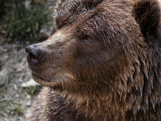 Brown Bear in Alaska