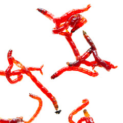 Red worm moth on white background