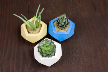 top view succulents in painted concrete pots on a brown wood