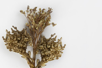Dried Flowers on white background and copy space