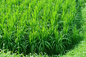 다양한 식물 식재료 유기농 재배 농사 농촌 풍경 백그라운드 이미지