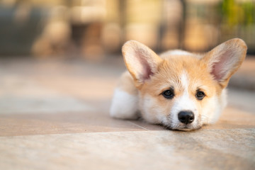 Bored corgi dog lying or waiting for someone on the floor in summer sunny day © tatomm