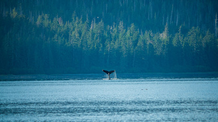 Whales