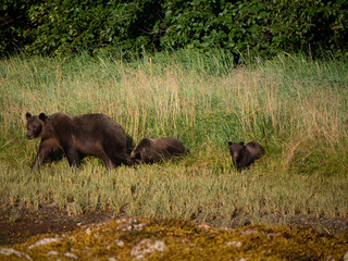 Mother bear with 2 cubs
