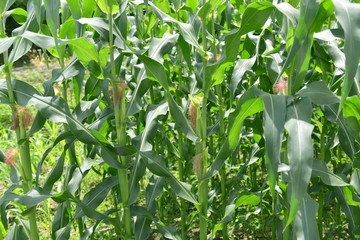 Obraz premium 다양한 식물 식재료 유기농 재배 농사 농촌 풍경 백그라운드 이미지