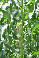 다양한 식물 식재료 유기농 재배 농사 농촌 풍경 백그라운드 이미지