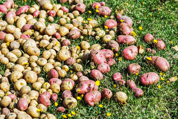 potatoes harvest of different varieties on the grass in the garden
