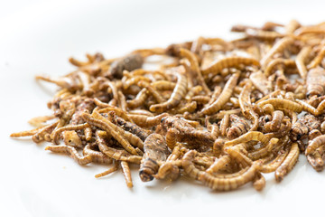 Fried cricket larvae