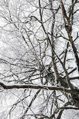branches of a birch tree covered with snow in winter forest