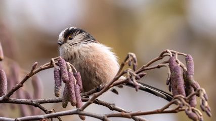 Long tailed Tit