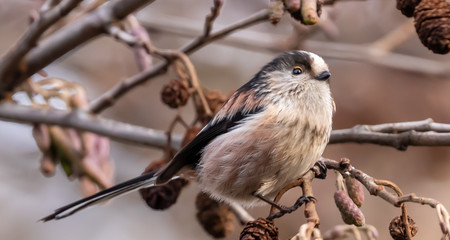Long tailed Tit