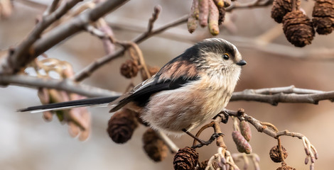 Long tailed Tit
