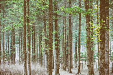 Obraz premium trees in forest