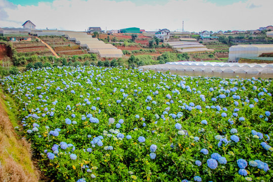 Garden hydrangeas dalat