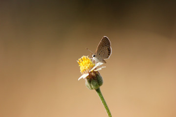 butterfly nectar feeding on a yellow flower.