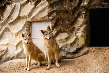 Wolves posing for the camera 