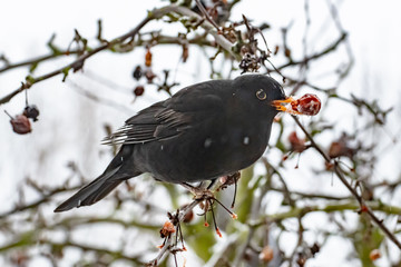 Blackbird with one of the last berries left this winter 