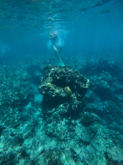 Fototapeta premium Piękna młoda kobieta snorkeling z płetwami w oceanie z rafą koralową otaczającą ją promieniami słonecznymi wchodzącymi do błękitnej wody oceanu.