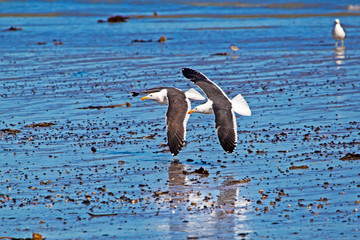 Two seagulls flying in formation