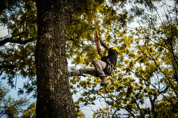 Tree Worker Surgeon Climbing a Tree with Harness and Rope