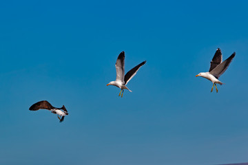 Three seagulls landing in formation