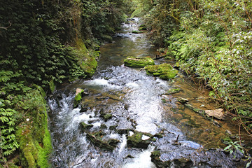 Naklejka na ściany i meble A beautiful narrow river stream with algae rocks , covered with green plants and trees on either sides in the New Zealand forest.