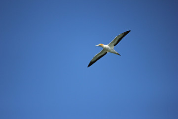 gannet bird, flying in blue sky