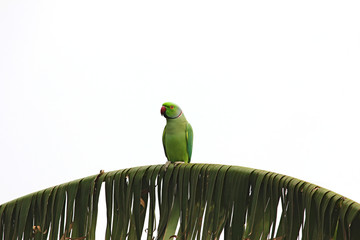 A indian green parrot 